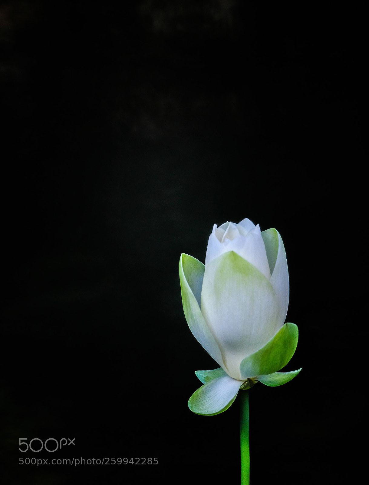 Fujifilm X-H1 sample photo. White indian lotus photography