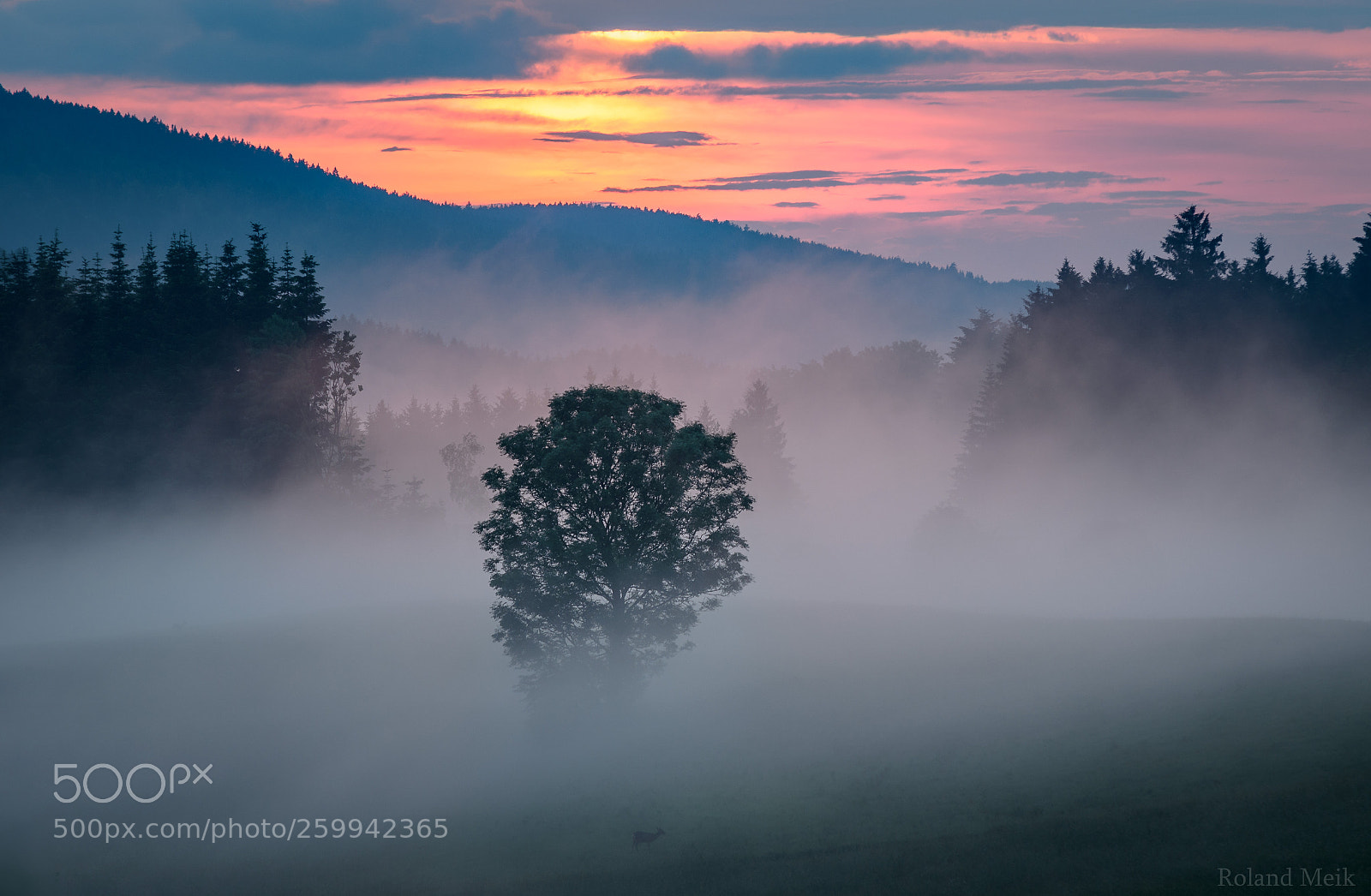 Nikon D5100 sample photo. Deer in the mist photography