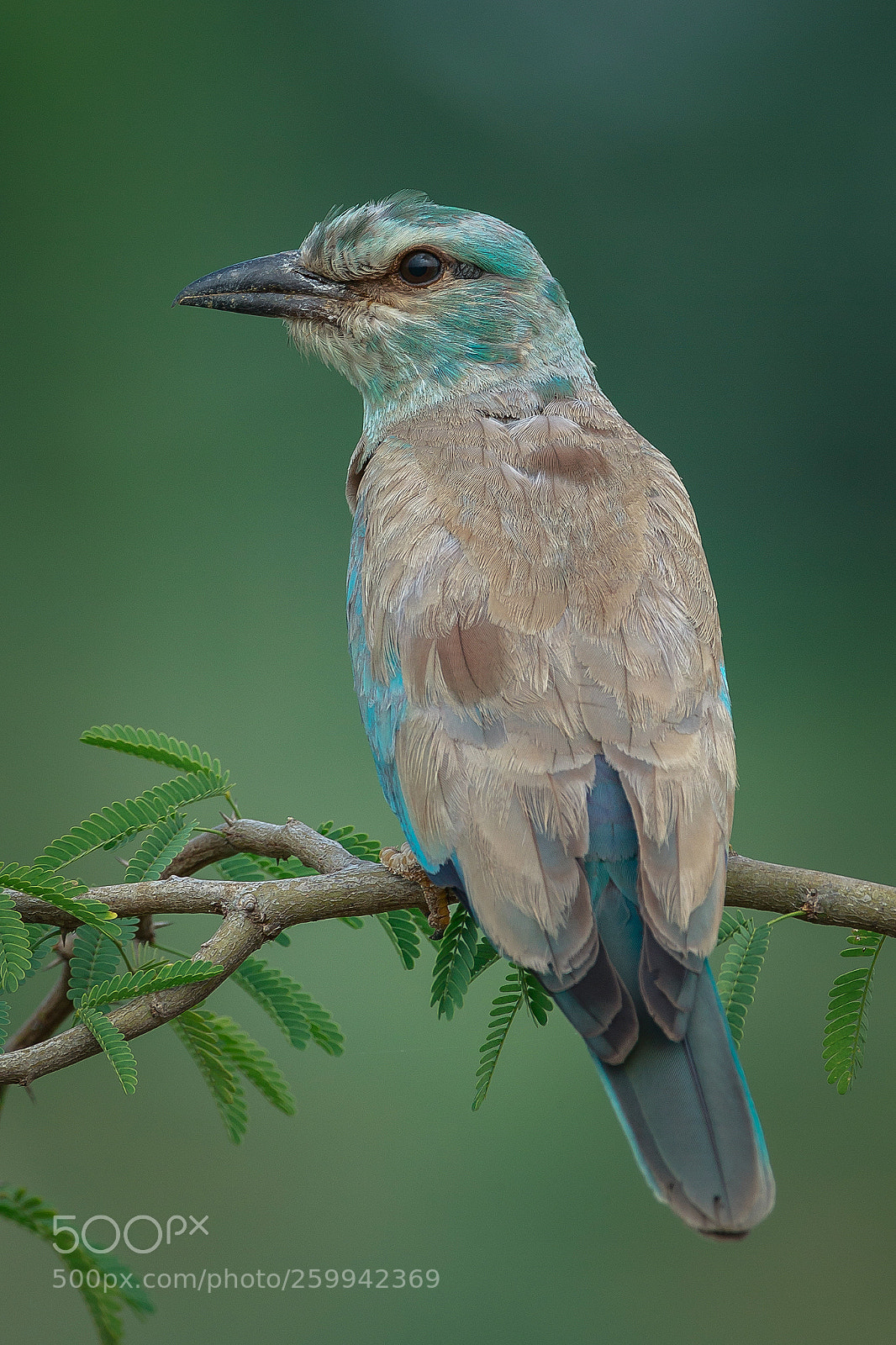 Canon EOS-1D X sample photo. Europen roller photography