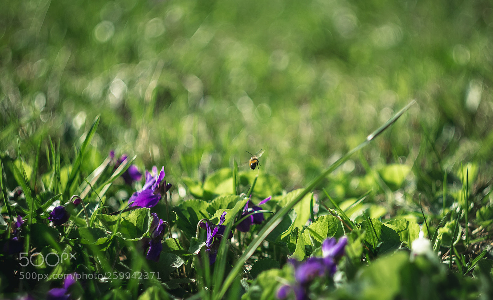 Canon EOS 600D (Rebel EOS T3i / EOS Kiss X5) sample photo. Flying bee photography