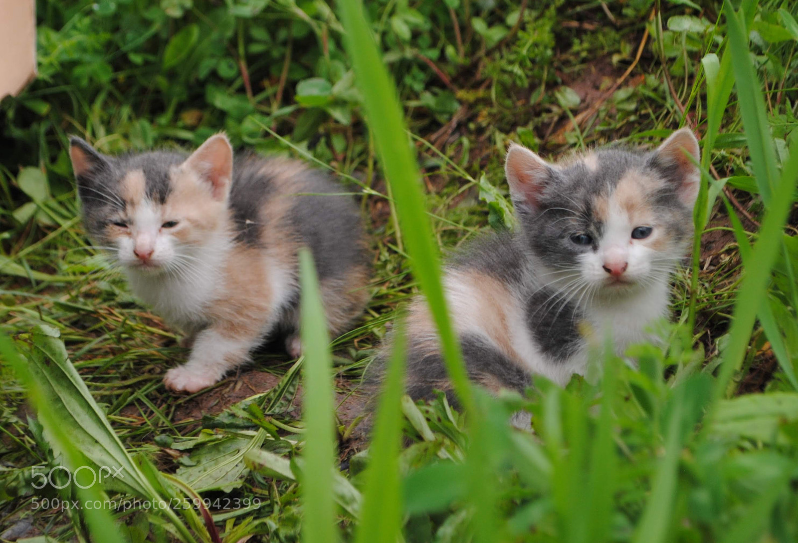 Nikon D3000 sample photo. Two outta 3 photography