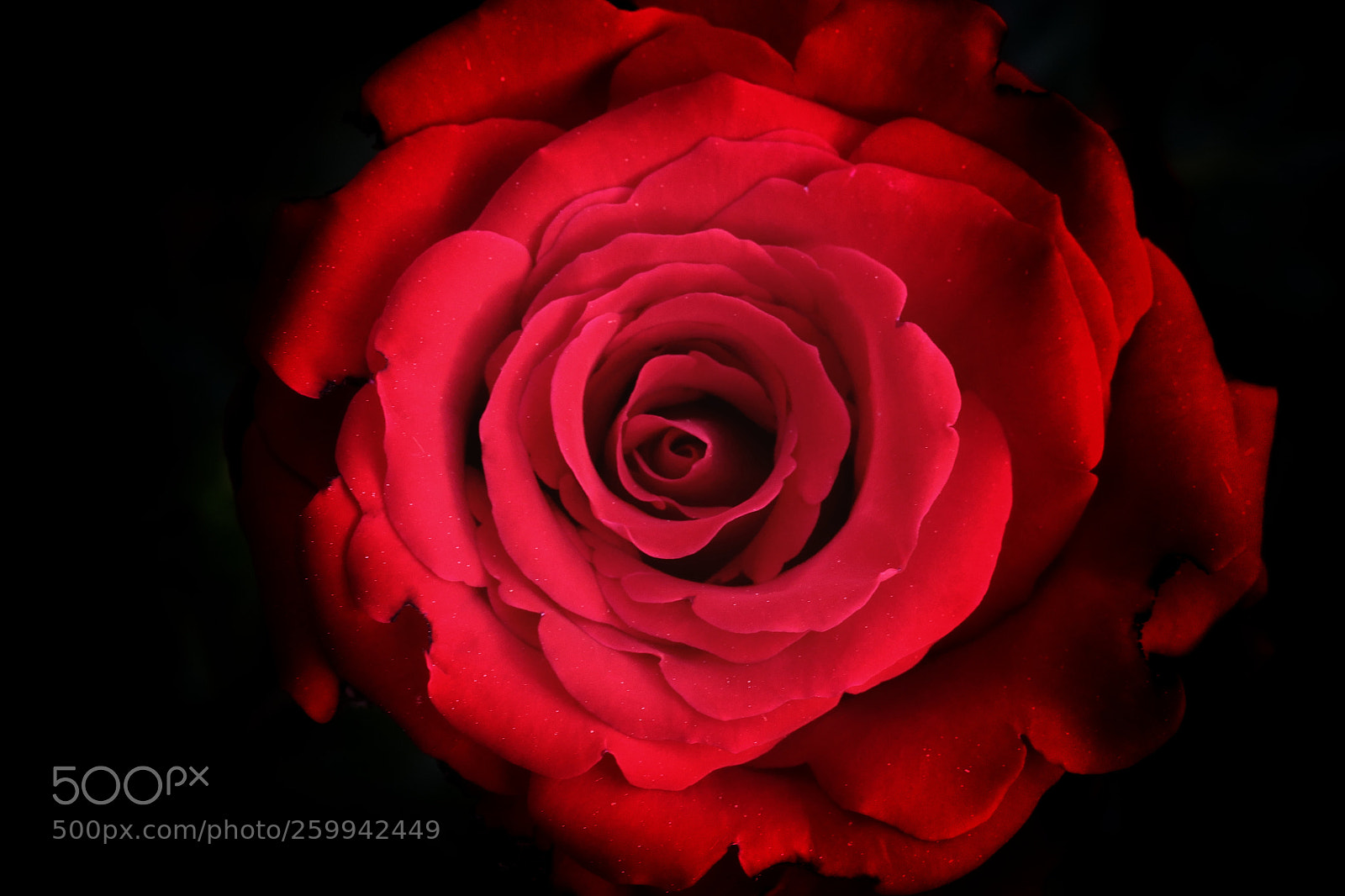 Canon EOS 800D (EOS Rebel T7i / EOS Kiss X9i) sample photo. Red rose photography