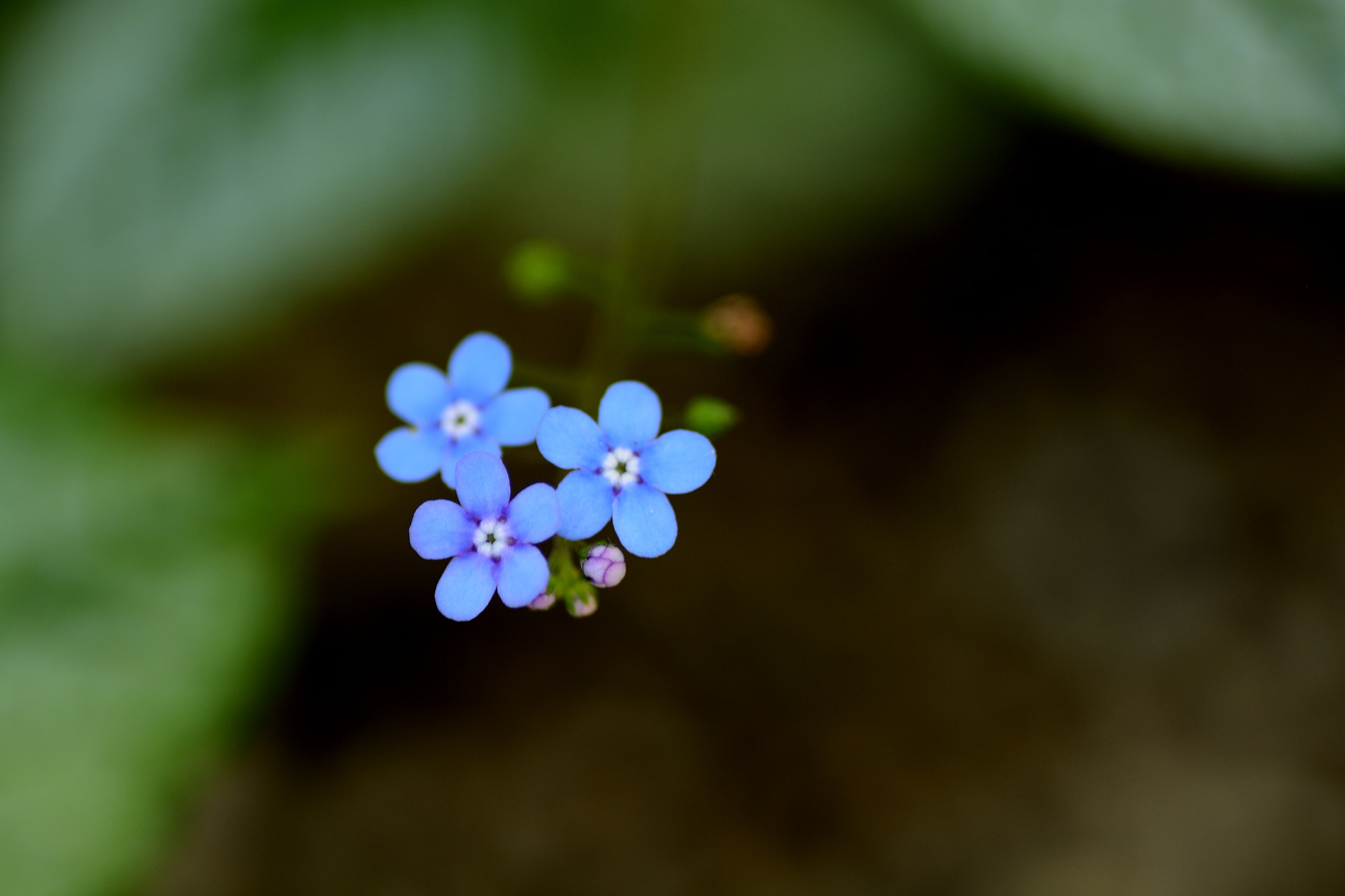 Nikon D7100 sample photo. Small blue flowers photography