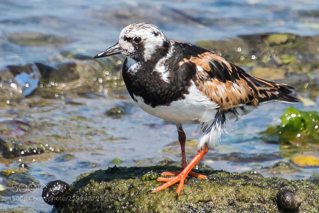 Nikon D600 sample photo. Ruddy turnstone photography