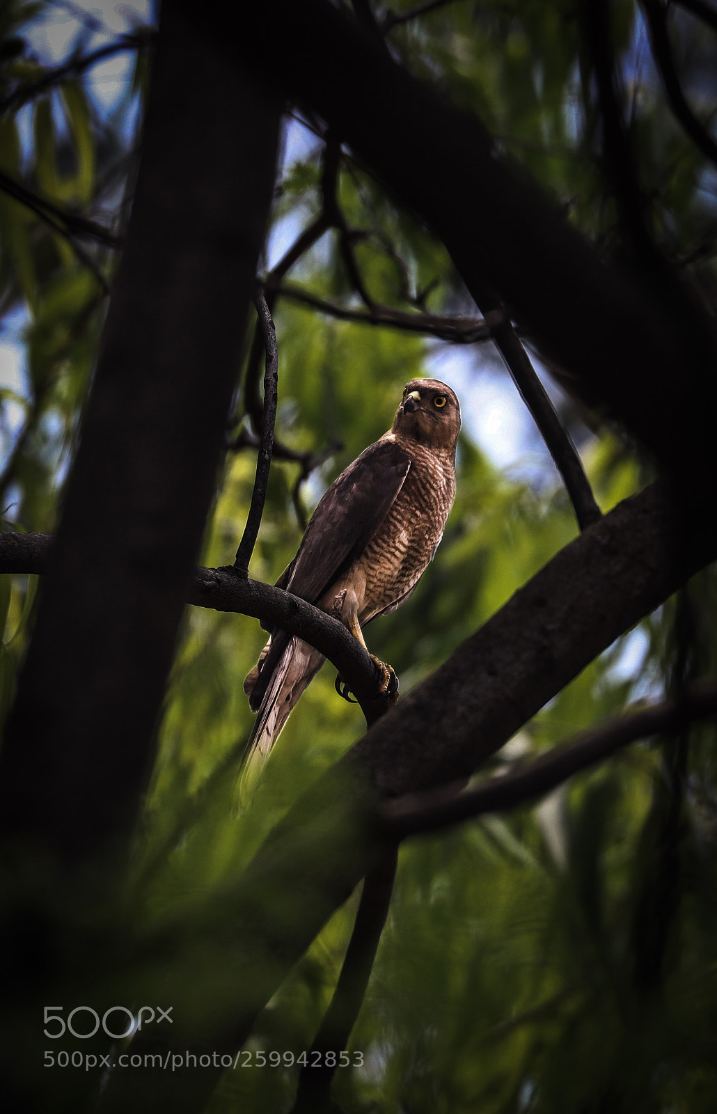 Canon EOS 80D sample photo. Shikra photography