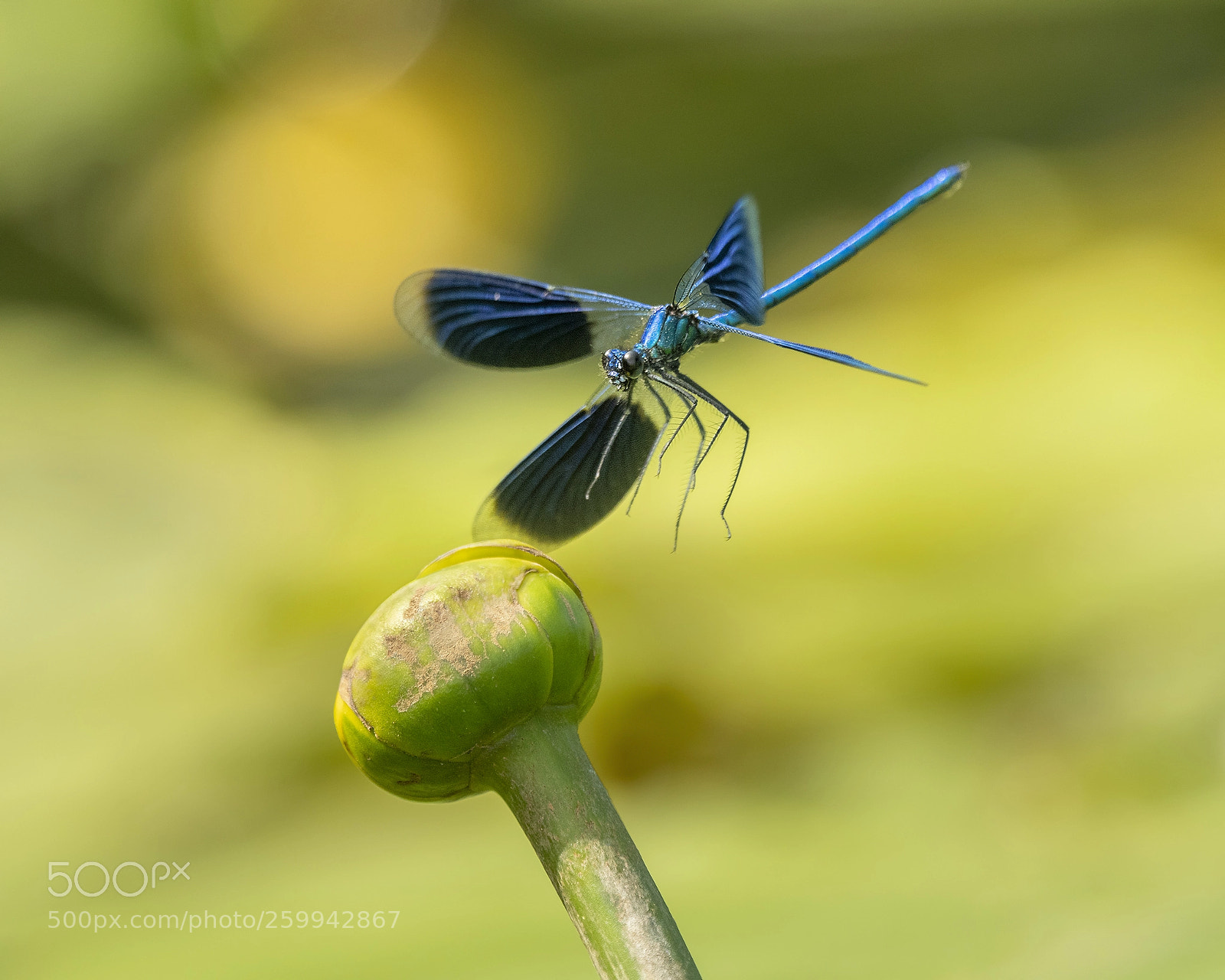 Nikon D500 sample photo. Banded demoiselle in fight photography
