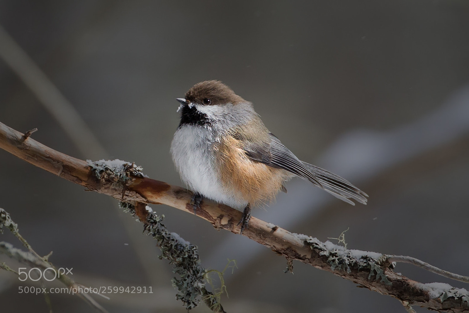 Canon EOS-1D Mark IV sample photo. Boreal chickadee 9269 photography