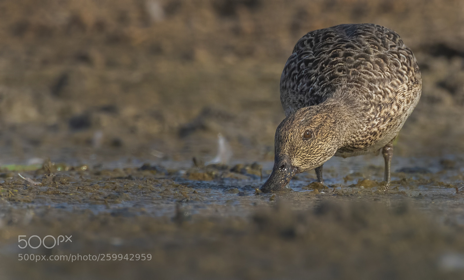 Nikon D500 sample photo. Common teal photography