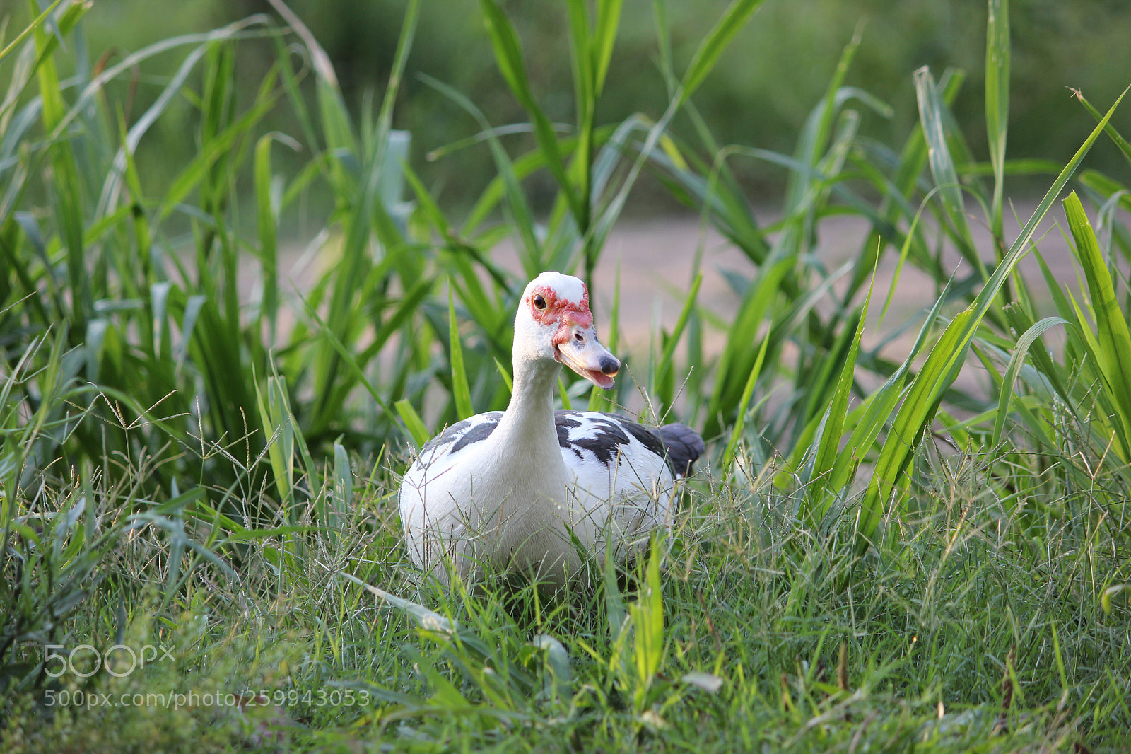 Canon EOS 550D (EOS Rebel T2i / EOS Kiss X4) sample photo. Sitting duck photography