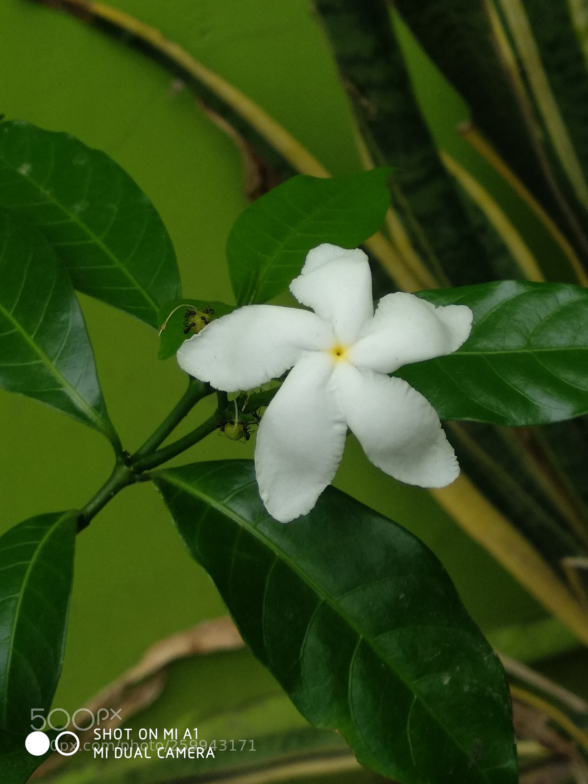 Xiaomi Mi A1 sample photo. Untitled photography