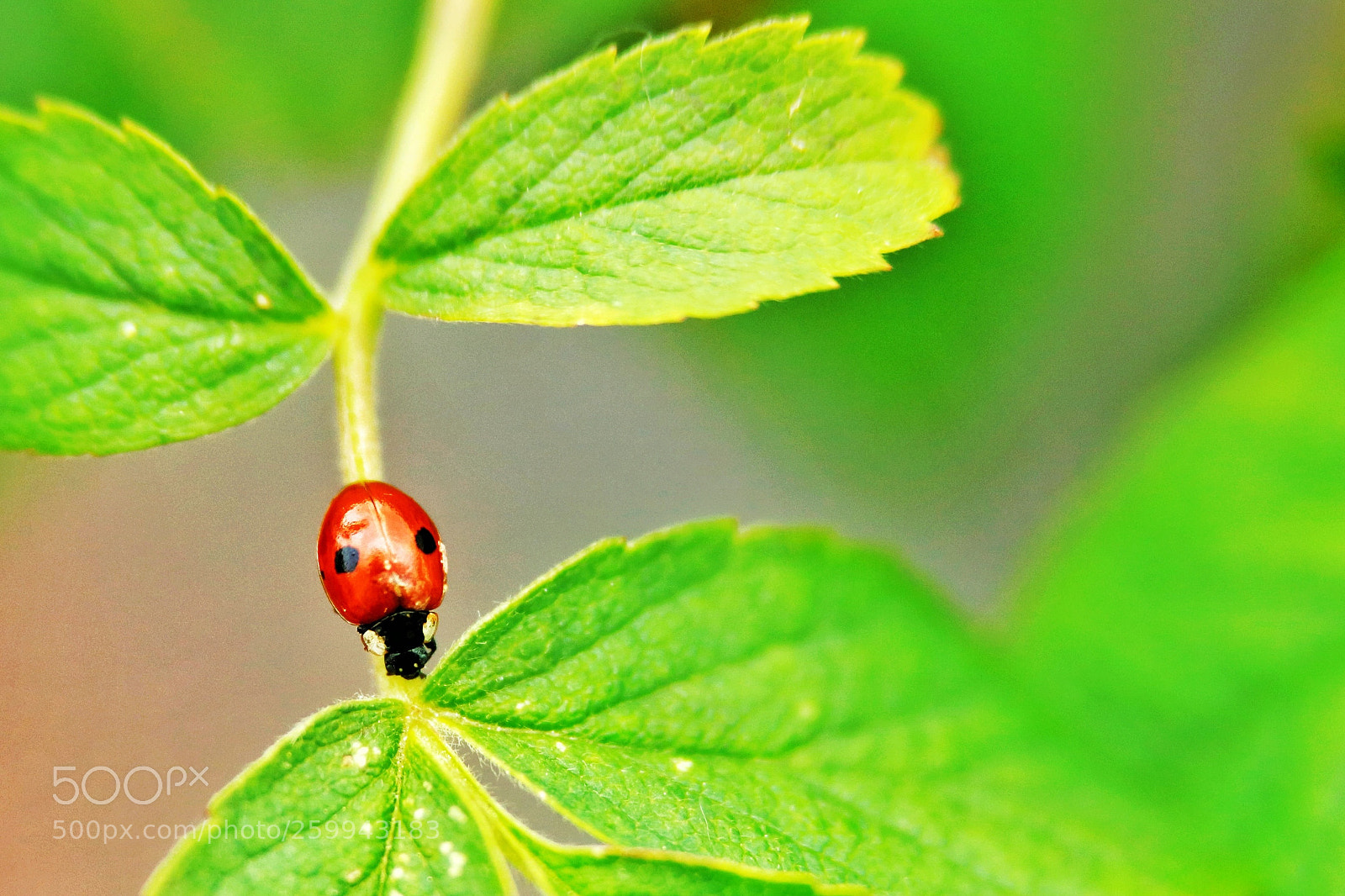 Canon EOS 5DS R sample photo. Lady bug, walking on photography