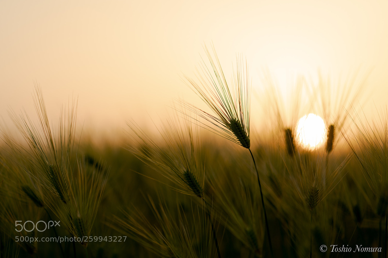 Sony a7R II sample photo. Dusk time photography