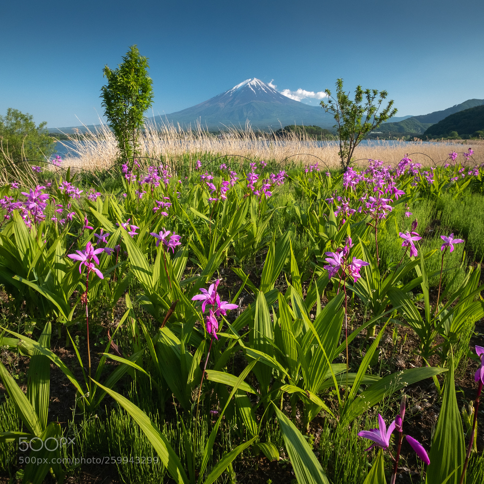 Fujifilm X-T20 sample photo. Mount fuji with flower photography