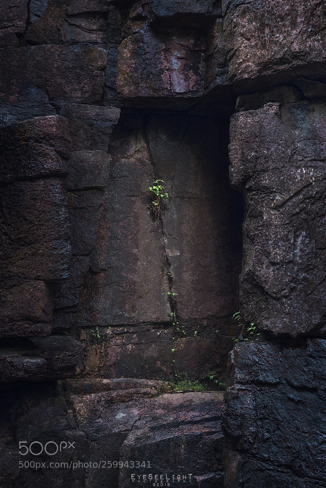 Nikon D810 sample photo. Cracks n' greens photography
