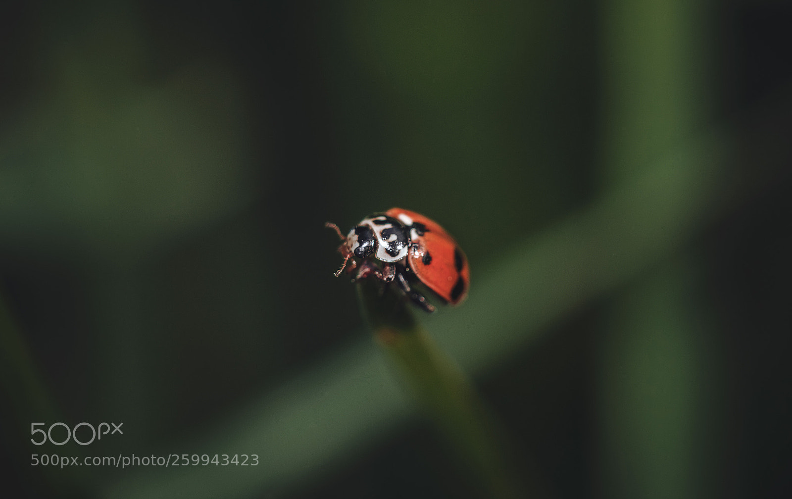 Canon EOS 600D (Rebel EOS T3i / EOS Kiss X5) sample photo. Bug on blade of photography