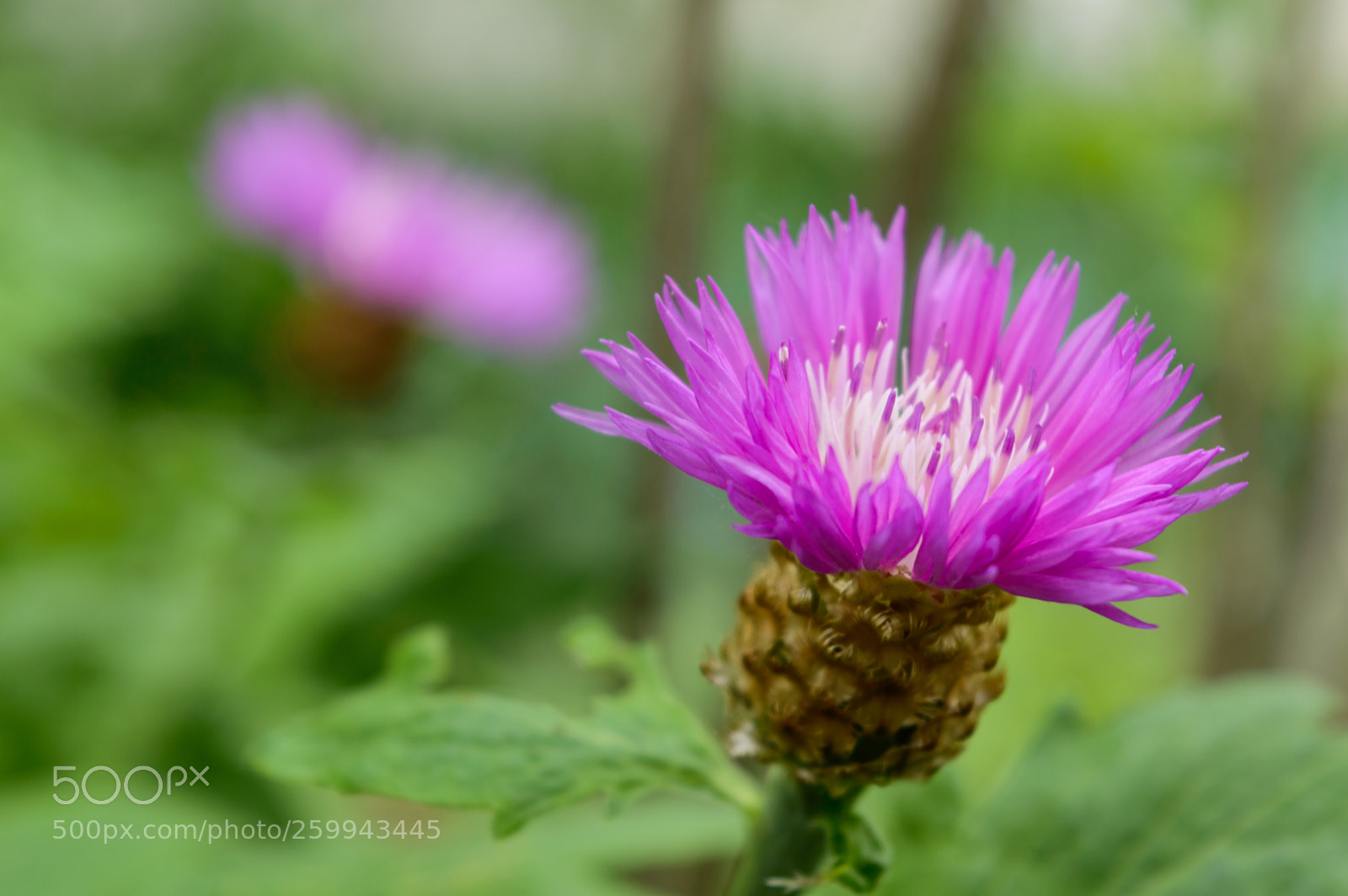 Nikon D3200 sample photo. Flower weed photography