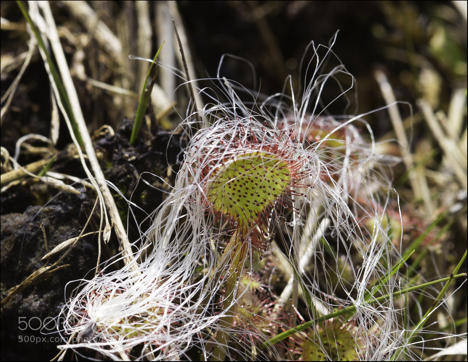Canon EOS 6D sample photo. Dressed up sundew photography