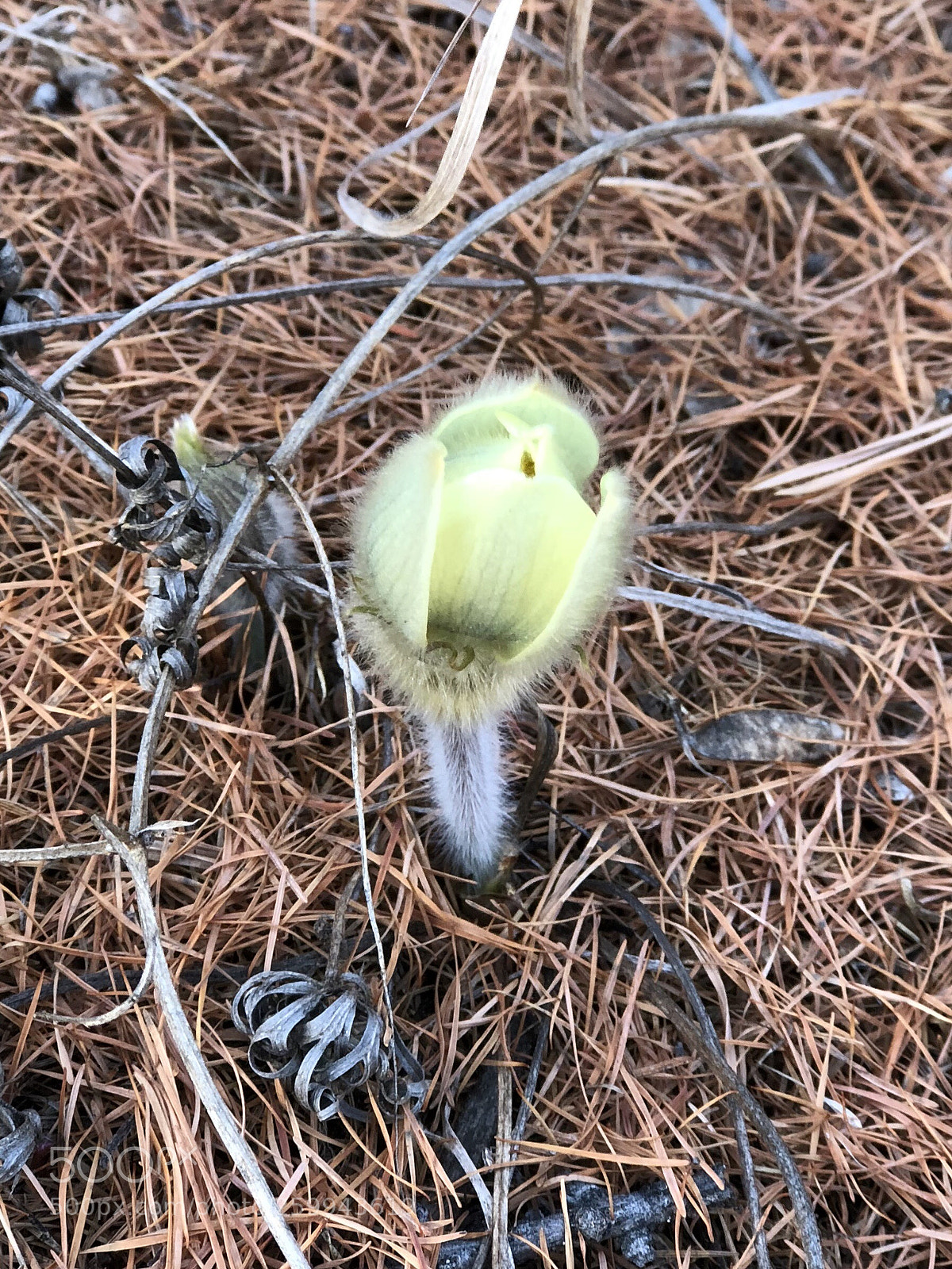 Apple iPhone 8 Plus sample photo. This year first flower photography