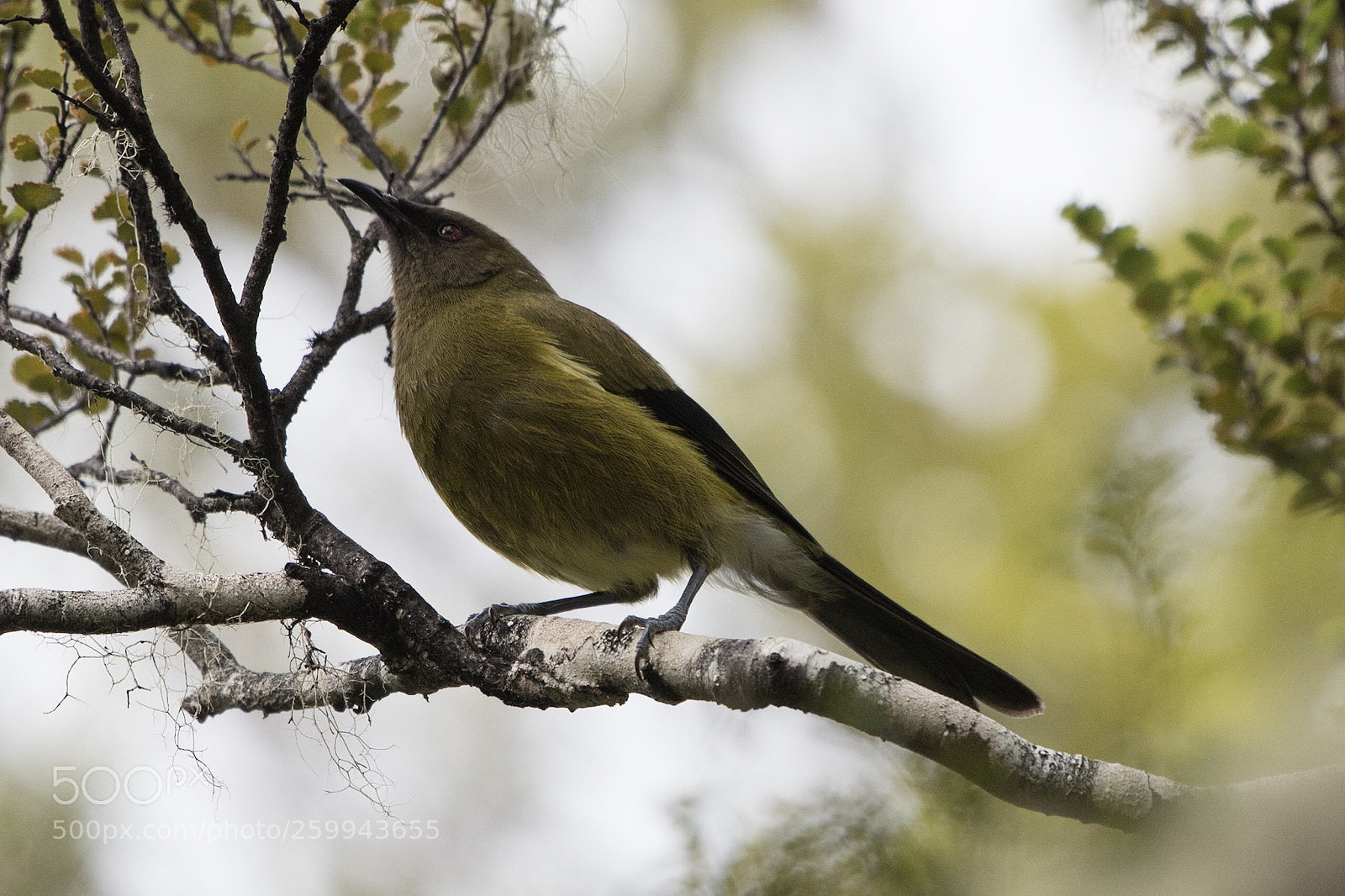 Nikon D500 sample photo. Bellbird korimako anthornis melanura photography