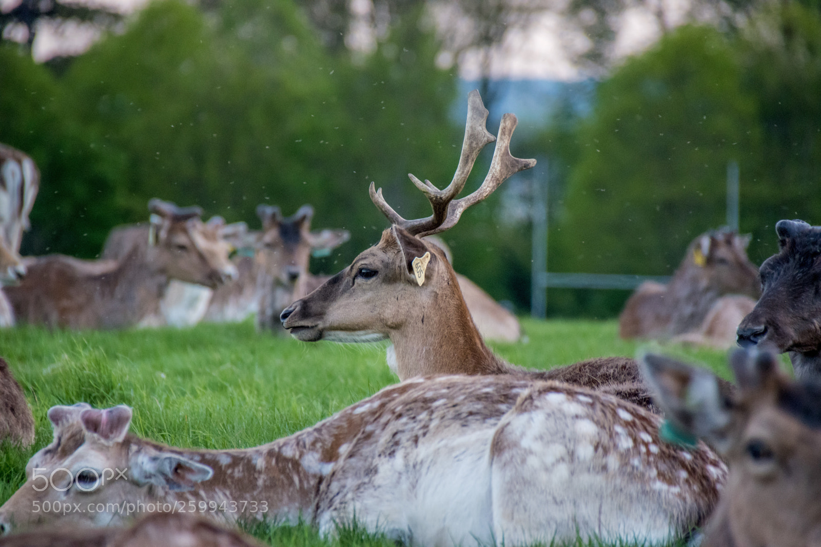 Nikon D5500 sample photo. Big guy photography