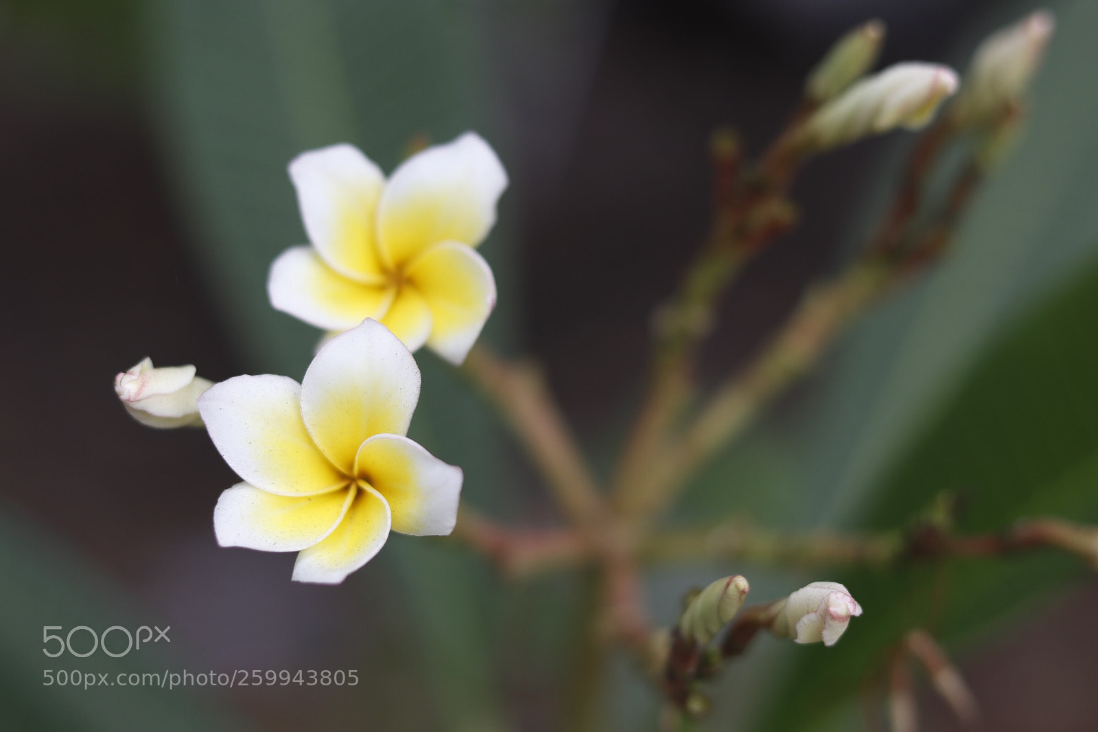 Canon EOS 800D (EOS Rebel T7i / EOS Kiss X9i) sample photo. Twins photography