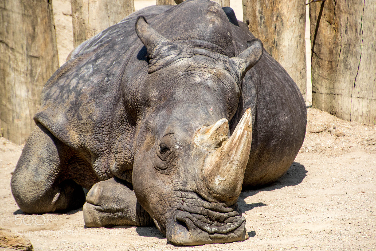 Canon EOS 7D Mark II sample photo. Nashorn photography