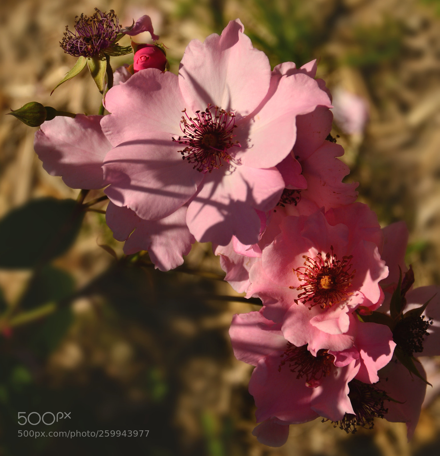 Nikon D800 sample photo. Roses photography