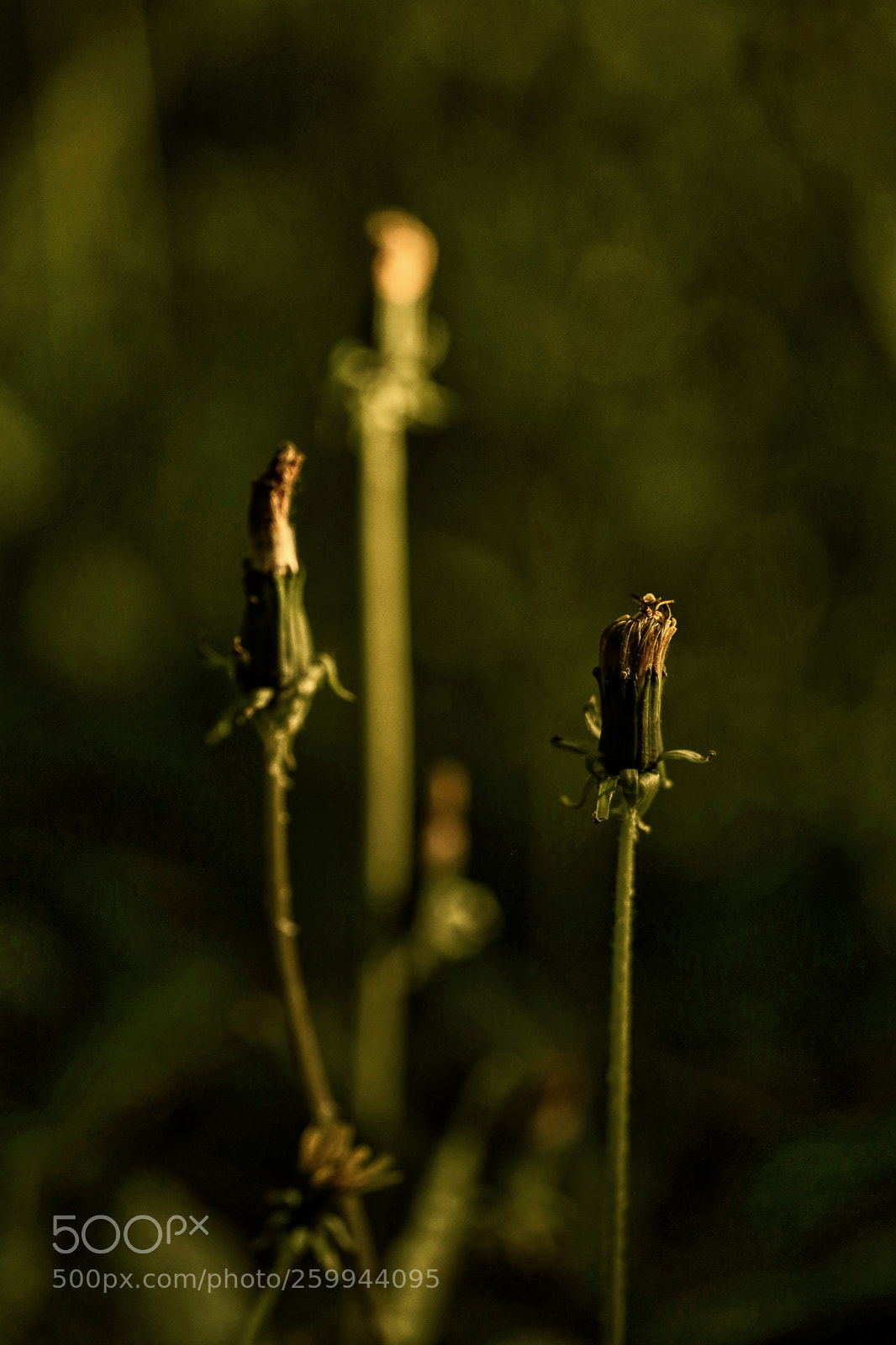 Canon EOS 6D sample photo. Dandelions photography