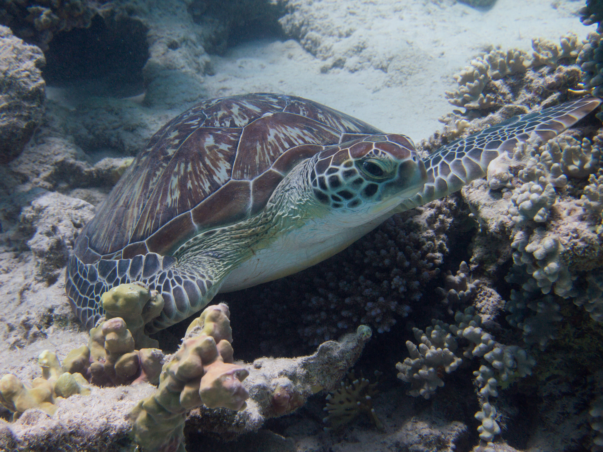 Olympus PEN E-PM1 sample photo. Turtle marsa alam photography