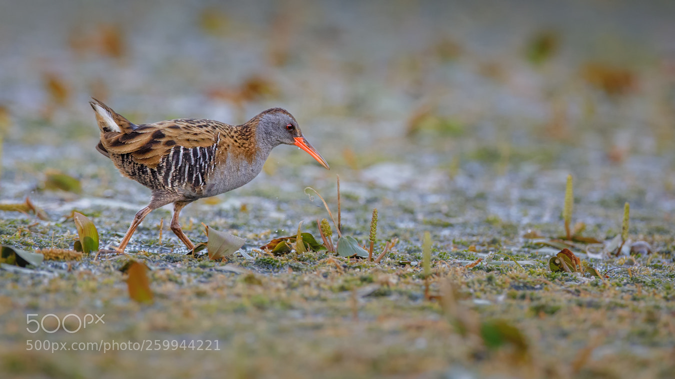Canon EOS 5D Mark IV sample photo. Water rail photography