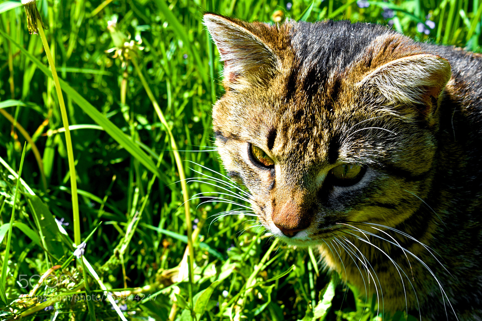 Nikon D3400 sample photo. My fluffy cat. photography