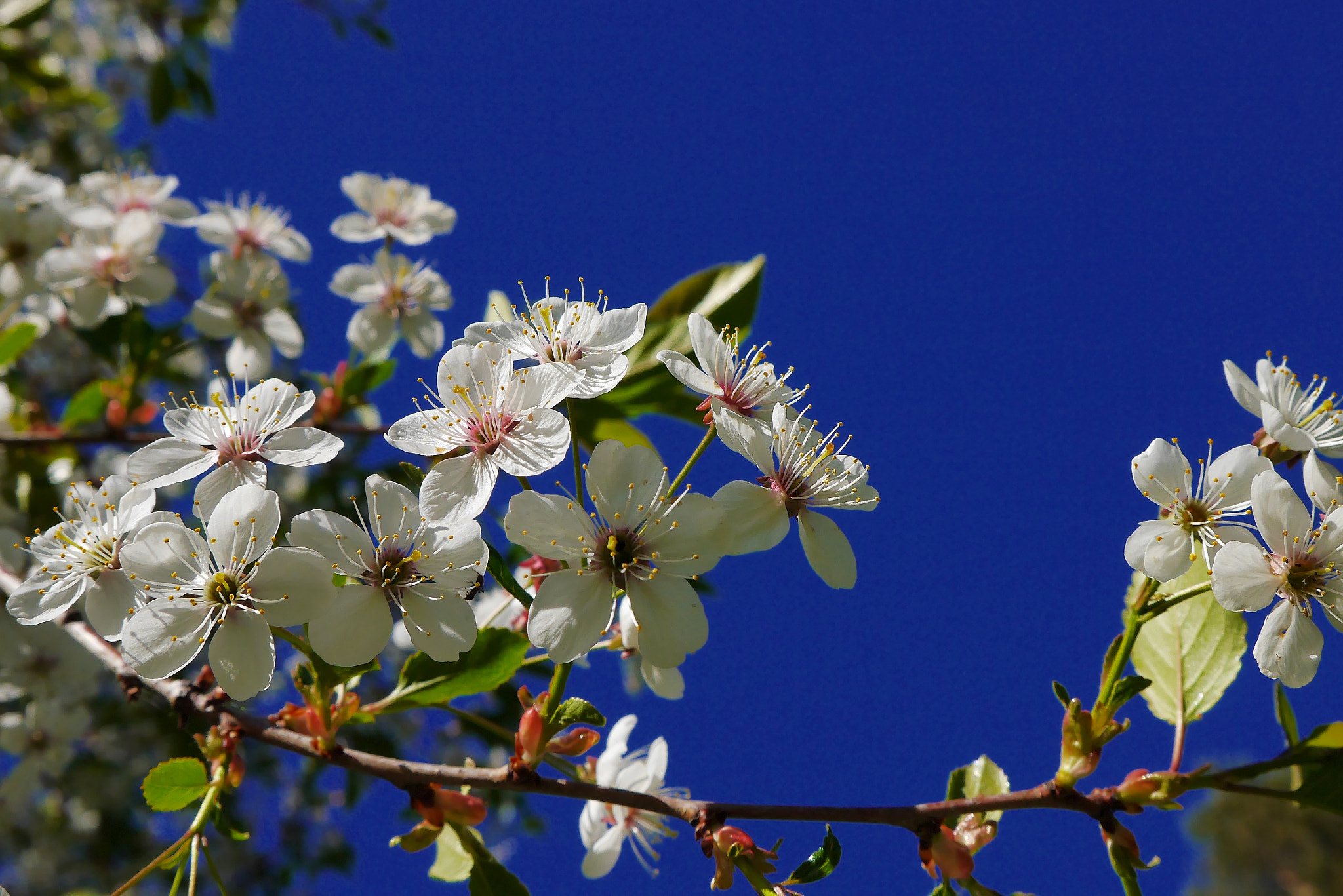 Panasonic Lumix DMC-GF6 sample photo. Cherryblossoms photography