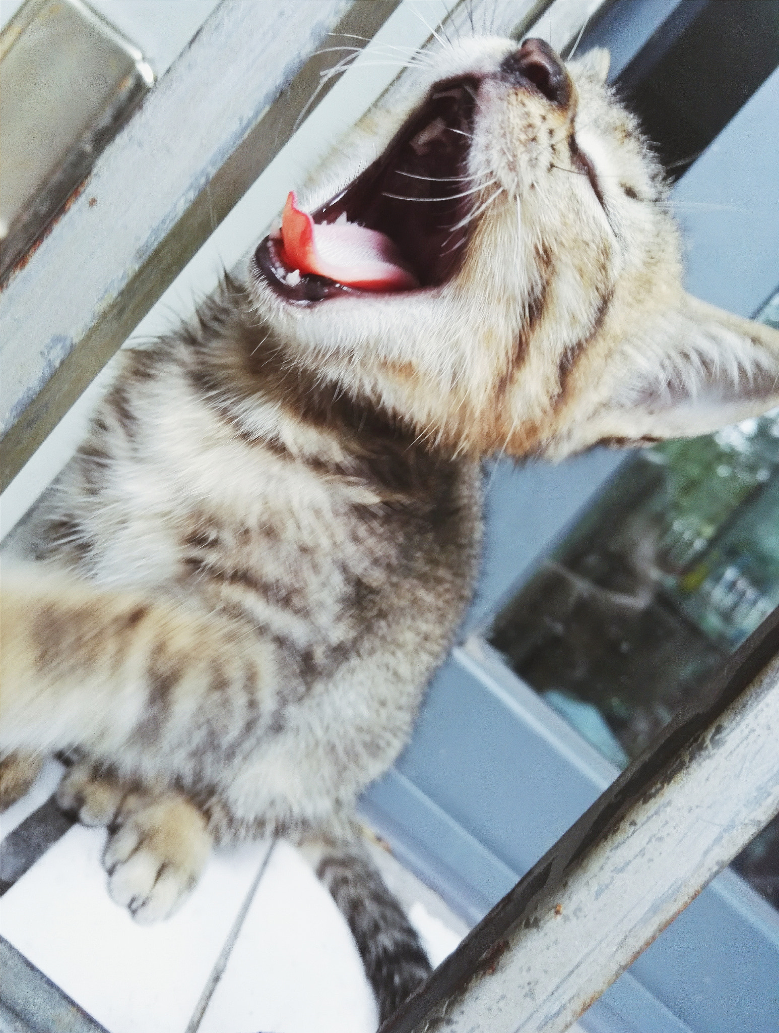 HUAWEI Honor 7 sample photo. Cat photography
