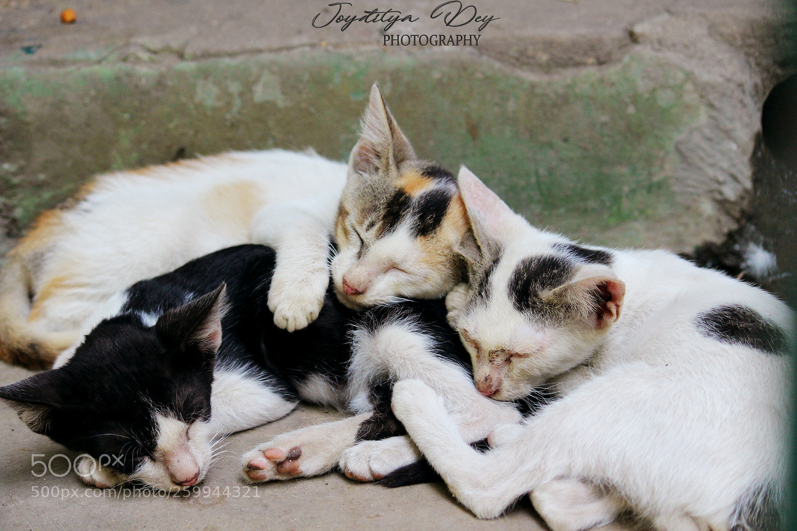 Canon EOS 700D (EOS Rebel T5i / EOS Kiss X7i) sample photo. Img photography