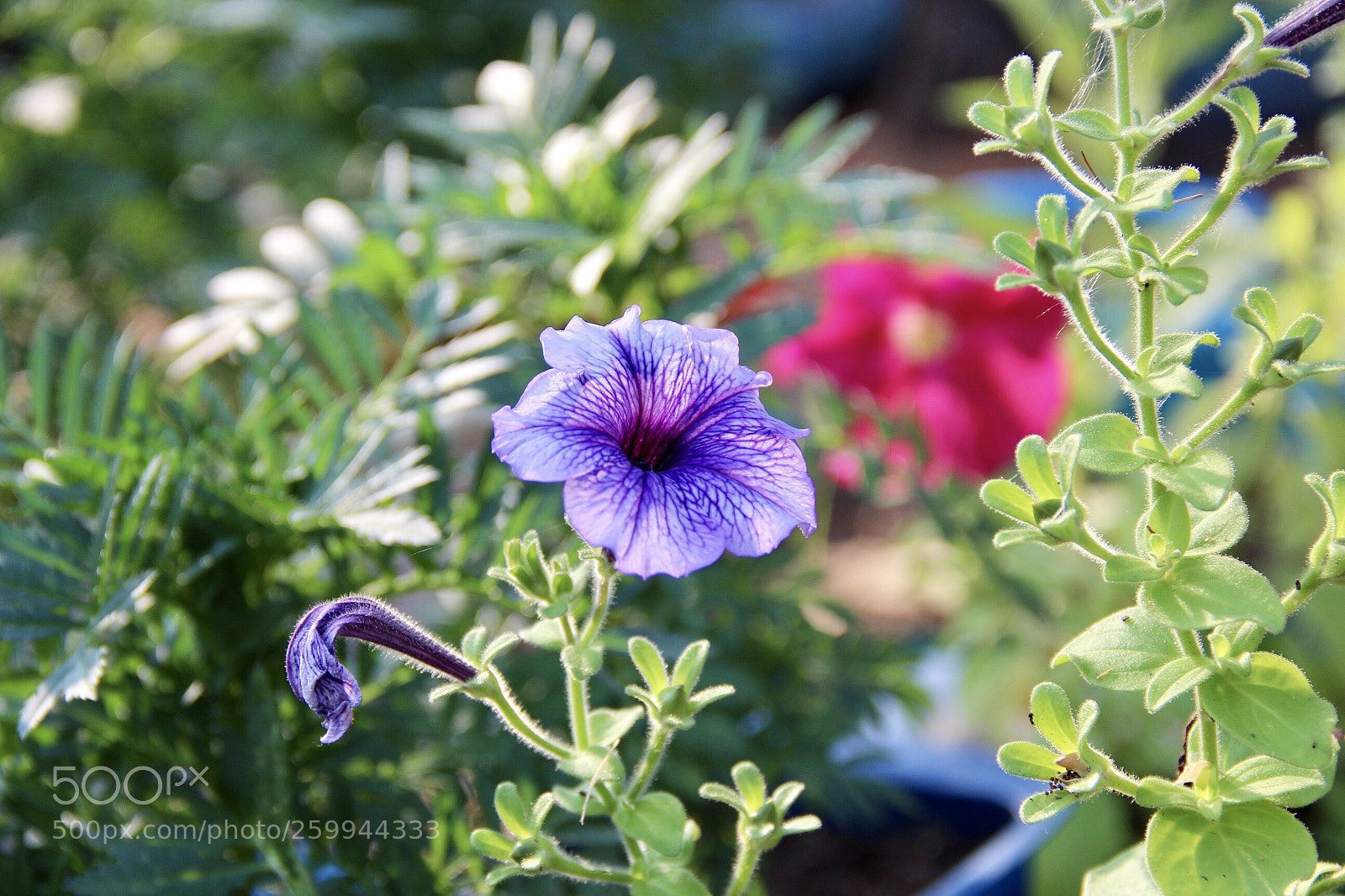 Canon EOS 600D (Rebel EOS T3i / EOS Kiss X5) sample photo. Last year flowers in photography