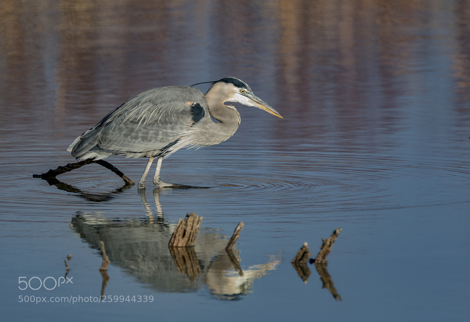 Canon EOS 5D Mark IV sample photo. Fishing photography