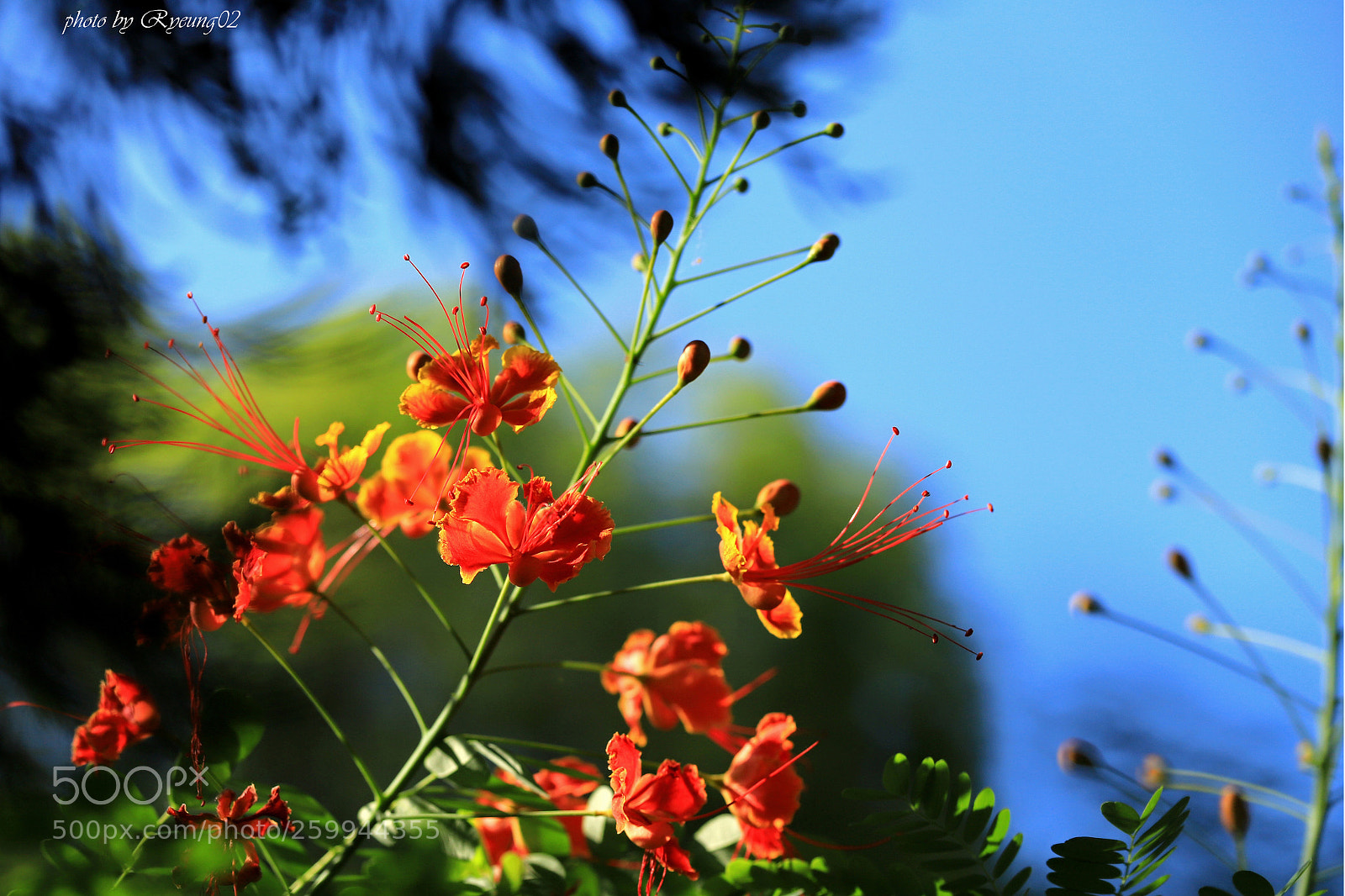 Canon EOS 6D Mark II sample photo. Flower and sky photography