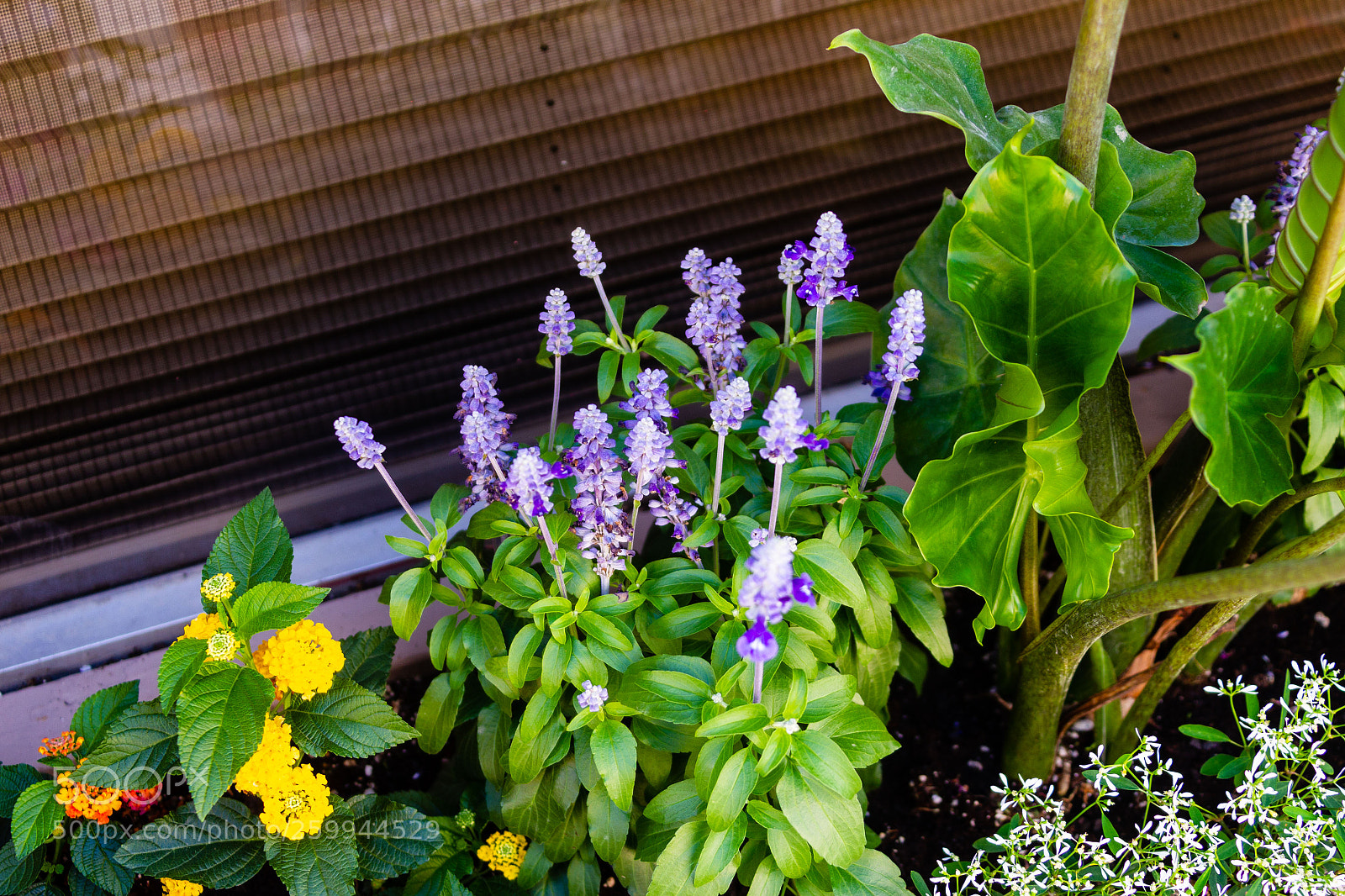 Canon EOS-1D Mark IV sample photo. Window sill flower box photography