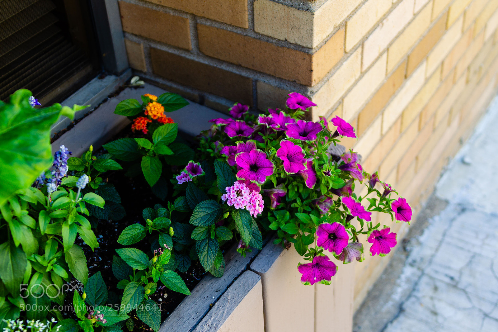 Canon EOS-1D Mark IV sample photo. Window sill flower box photography