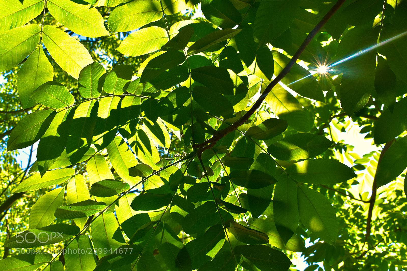 Nikon D3400 sample photo. Ray of sunshine photography