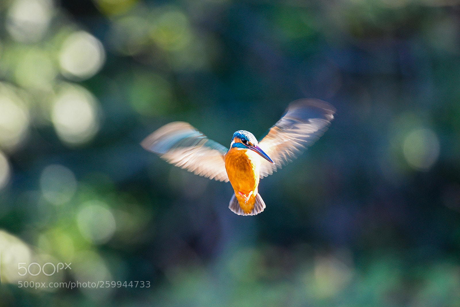 Nikon D610 sample photo. Kingfisher 20 photography