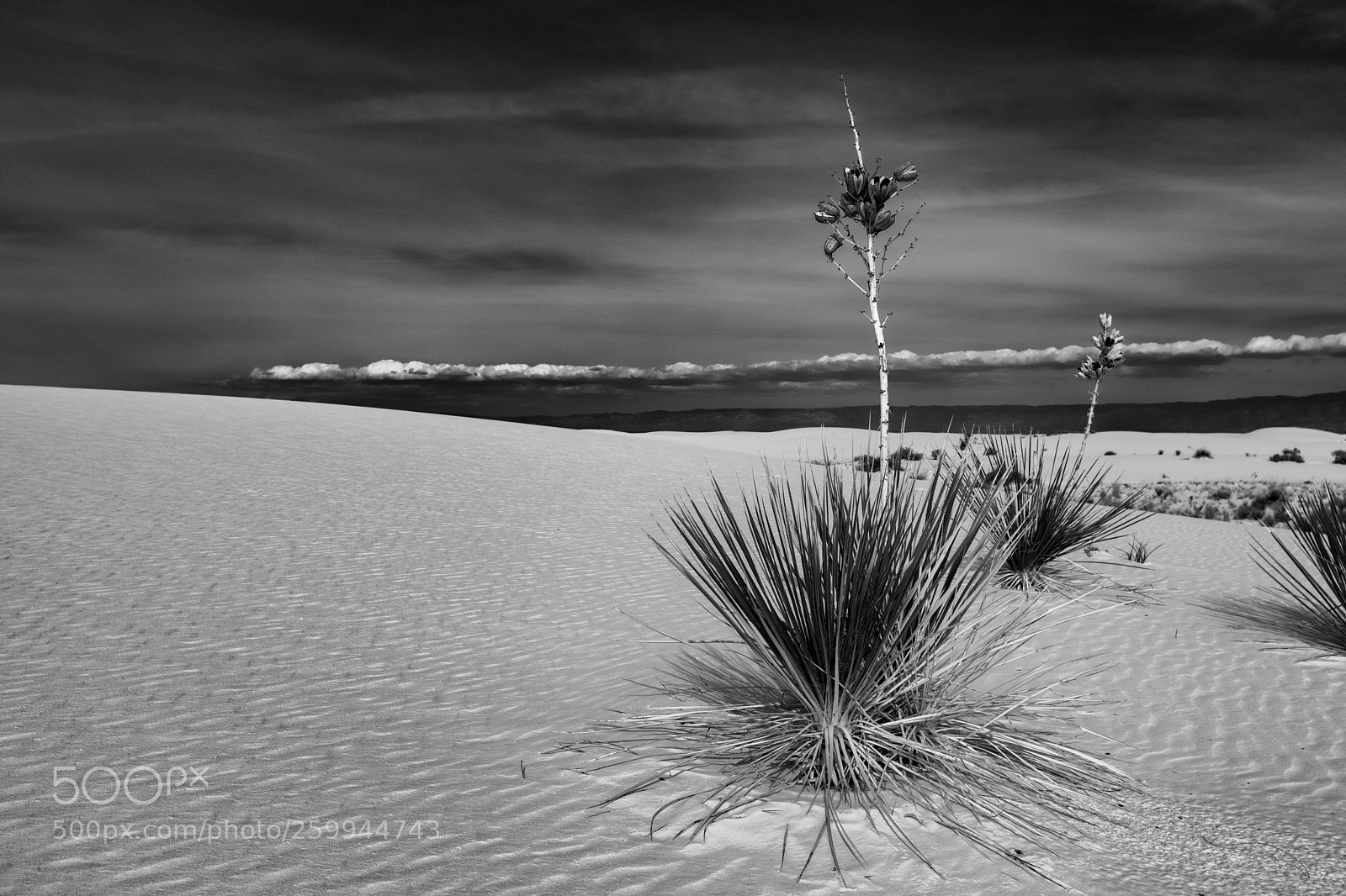 Canon EOS 5D Mark IV sample photo. White sands photography