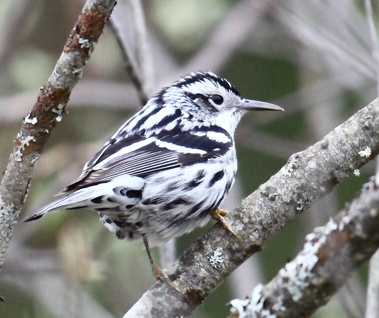 Canon EF 100-400mm F4.5-5.6L IS USM sample photo. Black and white warbler photography
