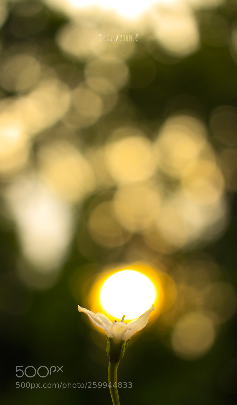 Canon EOS 700D (EOS Rebel T5i / EOS Kiss X7i) sample photo. I find my happiness photography