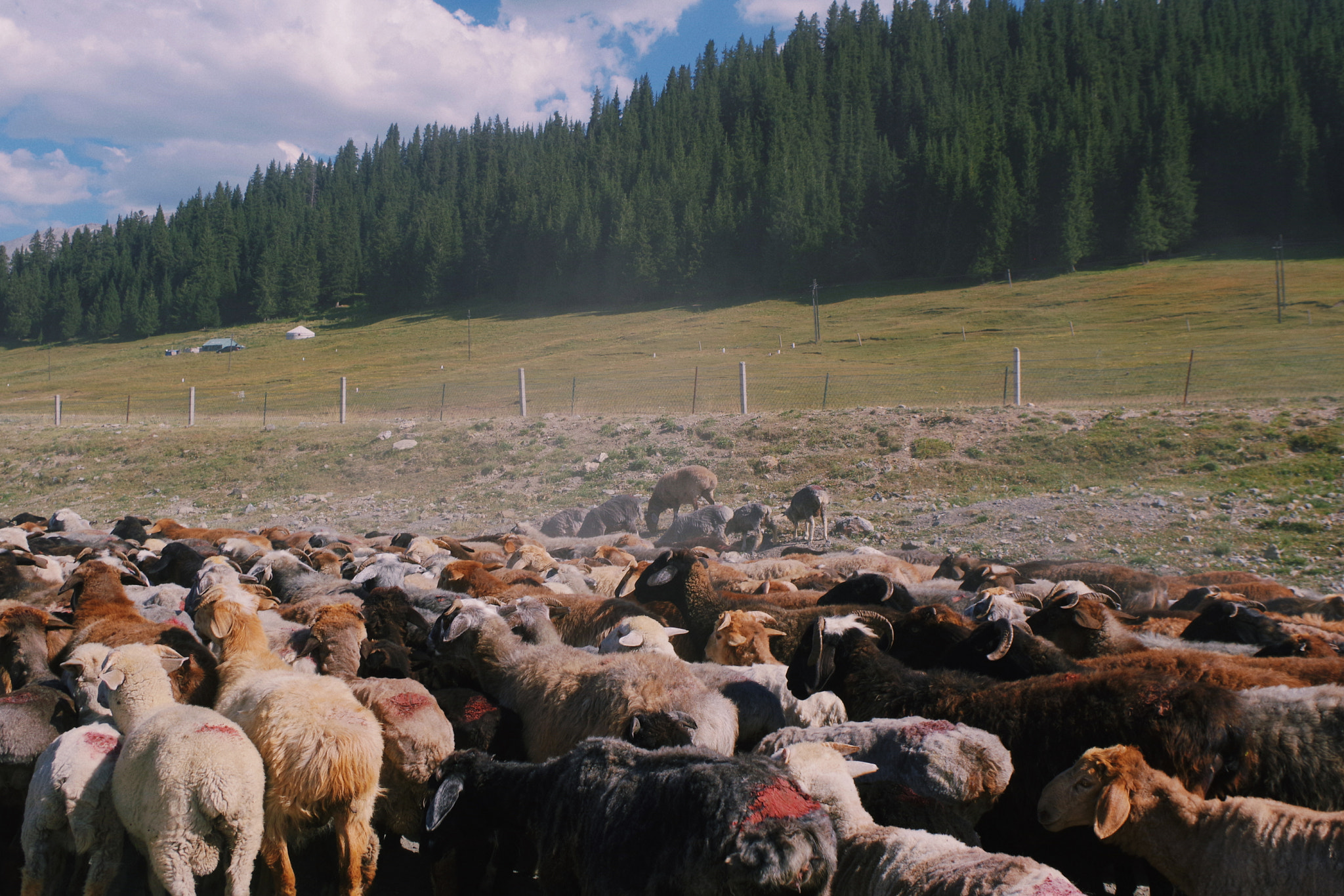 Pentax K-70 sample photo. A flock of sheep photography