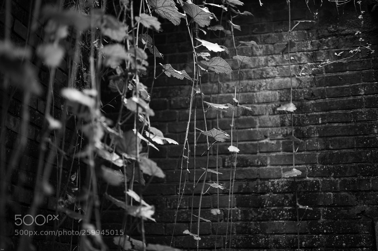 Canon EOS-1D X sample photo. Ruins and plants photography