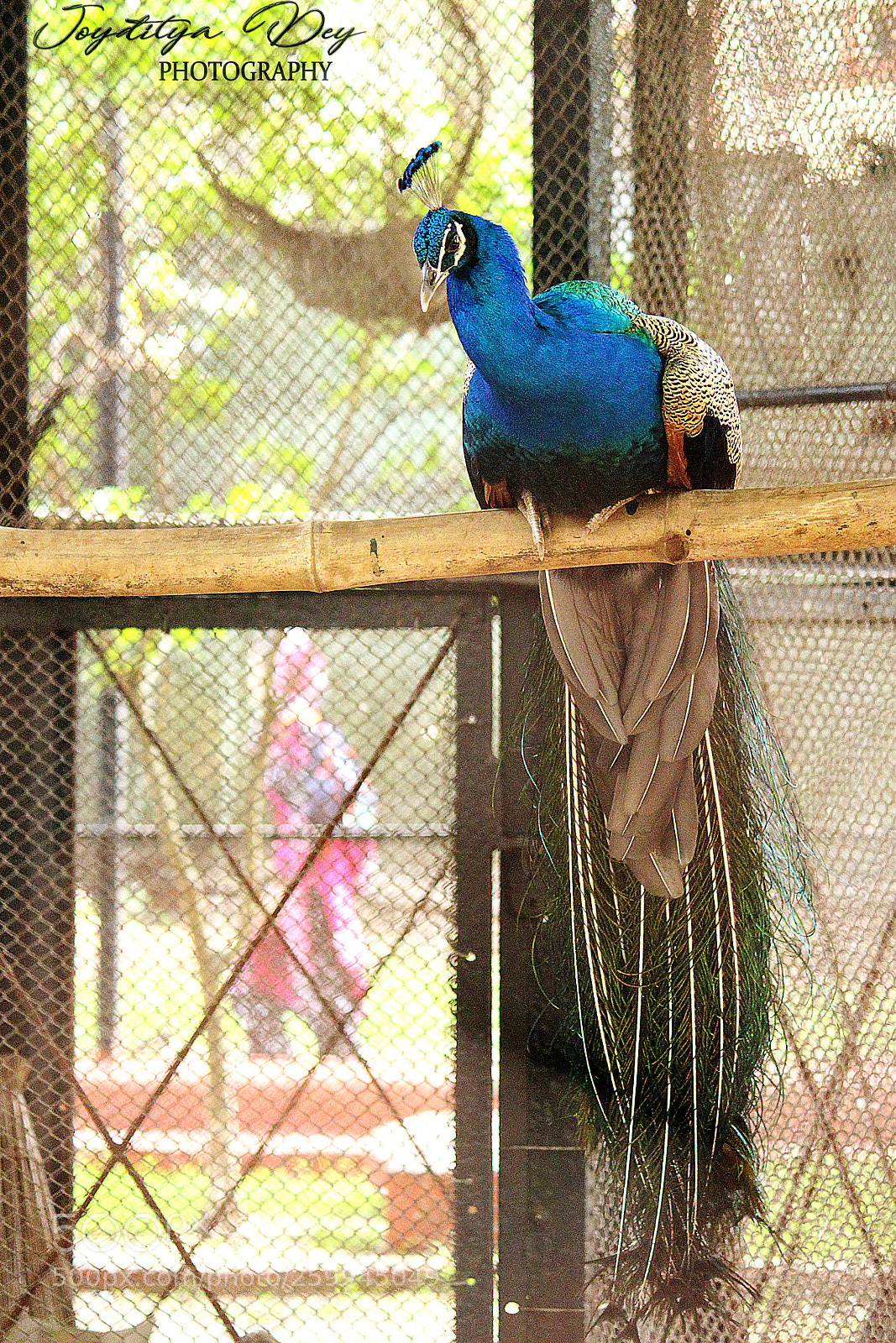 Canon EOS 700D (EOS Rebel T5i / EOS Kiss X7i) sample photo. Img photography