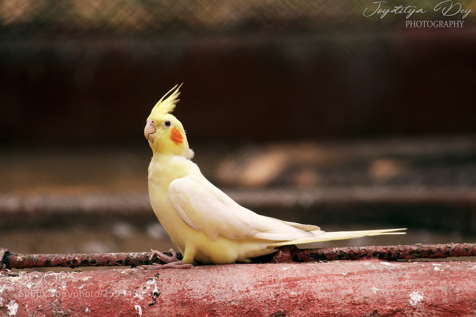Canon EOS 700D (EOS Rebel T5i / EOS Kiss X7i) sample photo. Img photography
