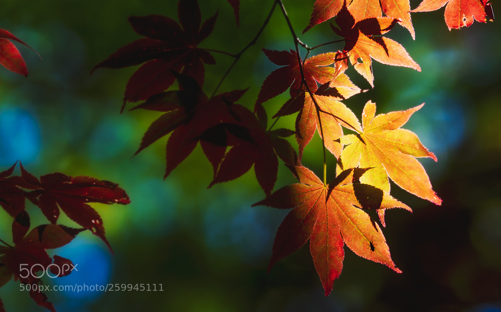Olympus OM-D E-M1 Mark II sample photo. Colour of life photography