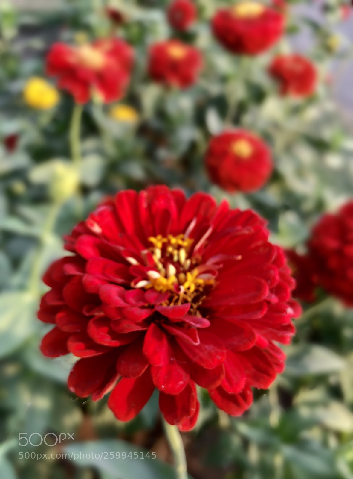 Apple iPhone 8 Plus sample photo. Zinnia’s photography